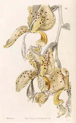Stanhopea oculata